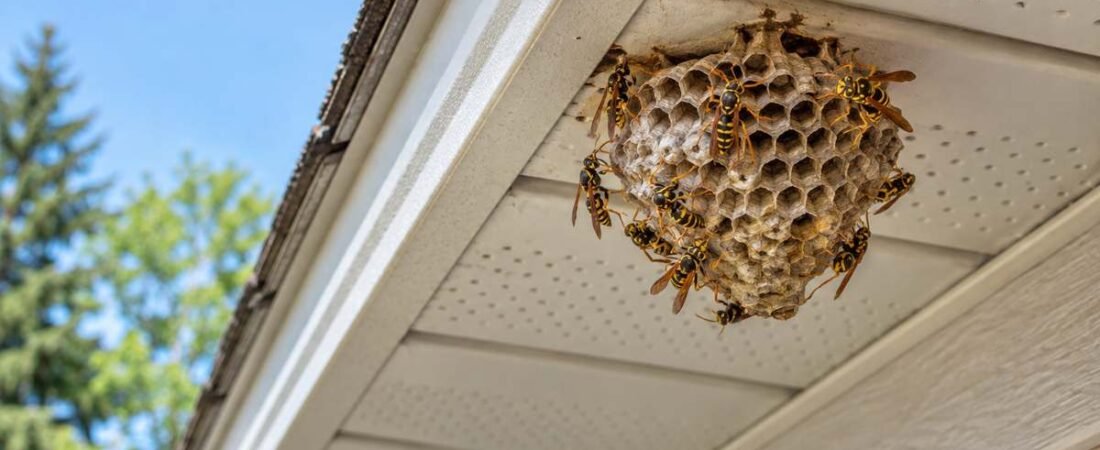 What to Do When Wasps Are Nesting Under Your Barrie Roofline