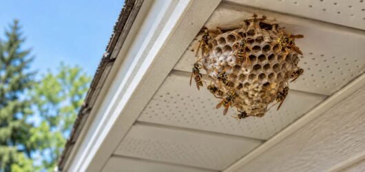 What to Do When Wasps Are Nesting Under Your Barrie Roofline